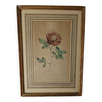 Botanical illustration