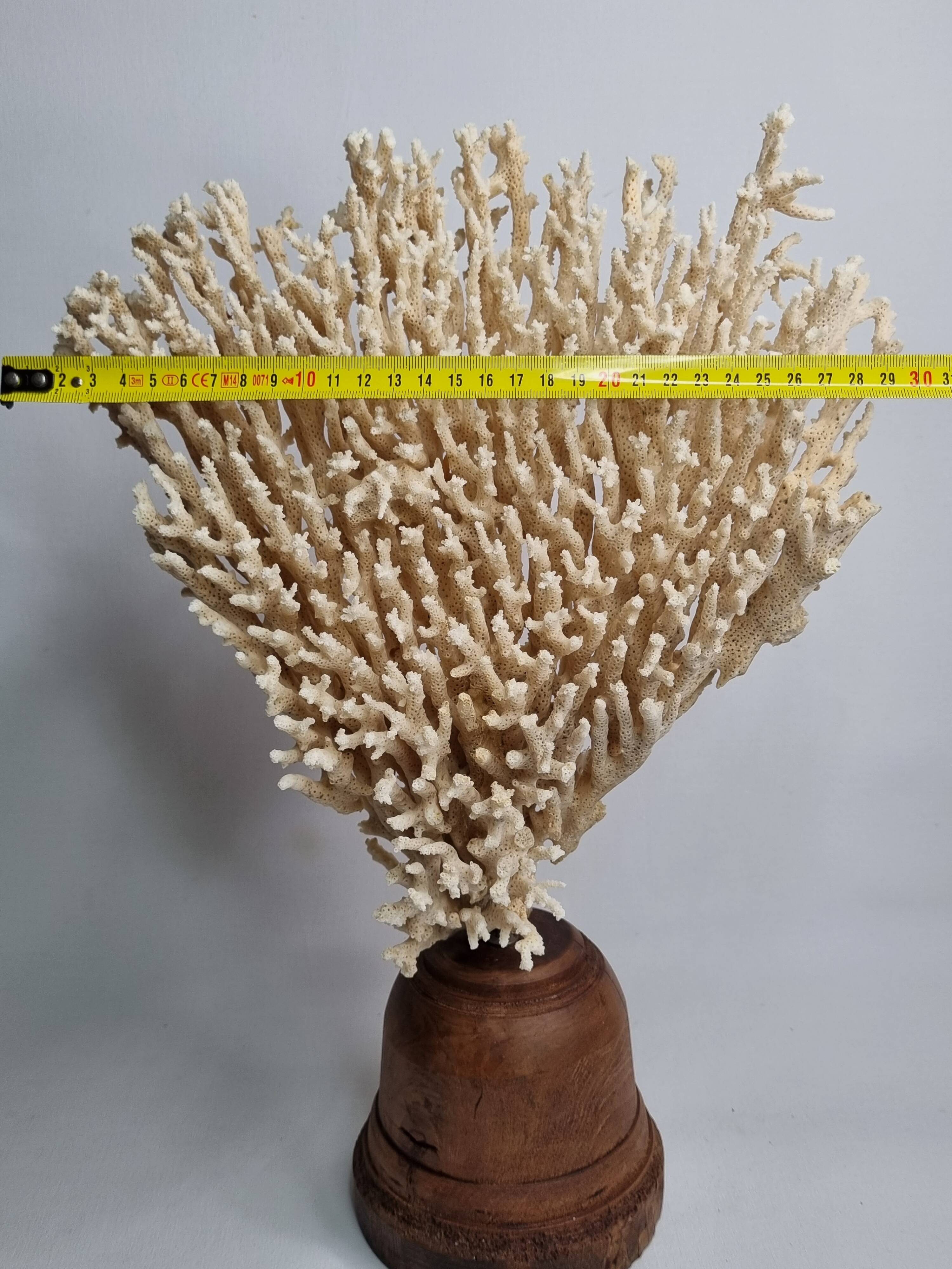 Antique large natural coral on turned wooden base, 45 cm