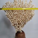 Antique large natural coral on turned wooden base, 45 cm