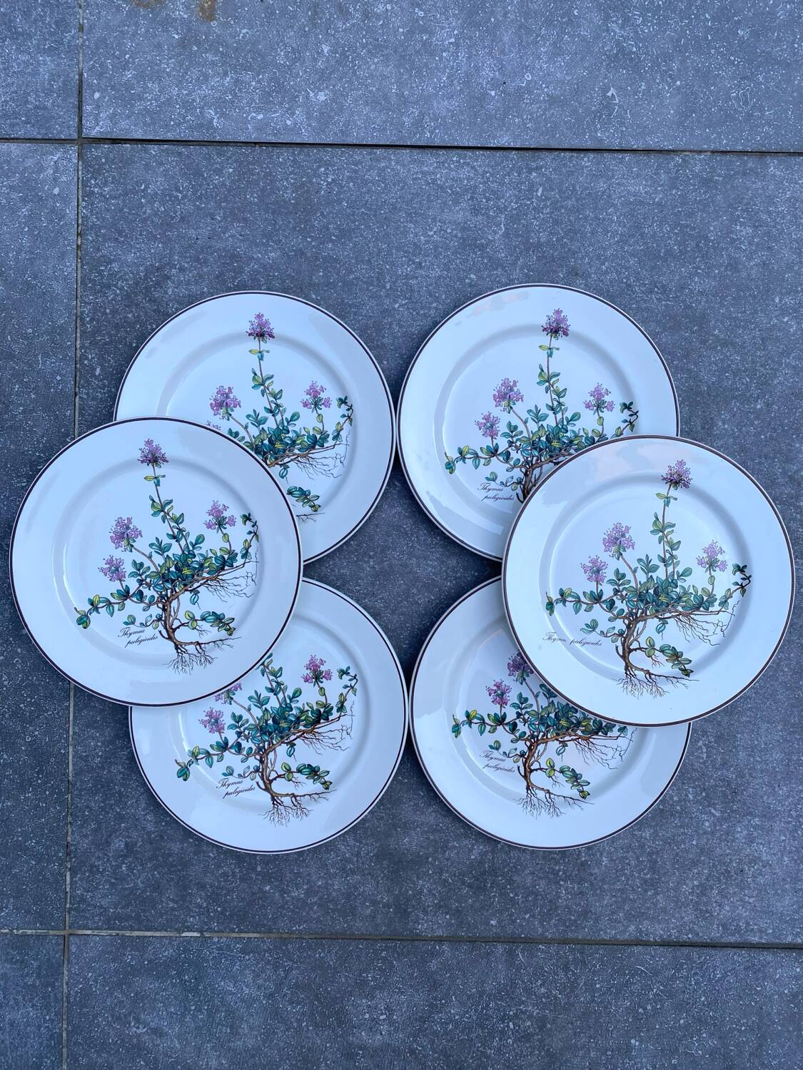 Lot de 6 assiettes à dessert "Thymus" BOCH Botanica