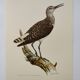 Antique bird illustration from 1960. White-throated Sandpiper. Zoological plate