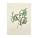 Spaendoncea tamarandifolia