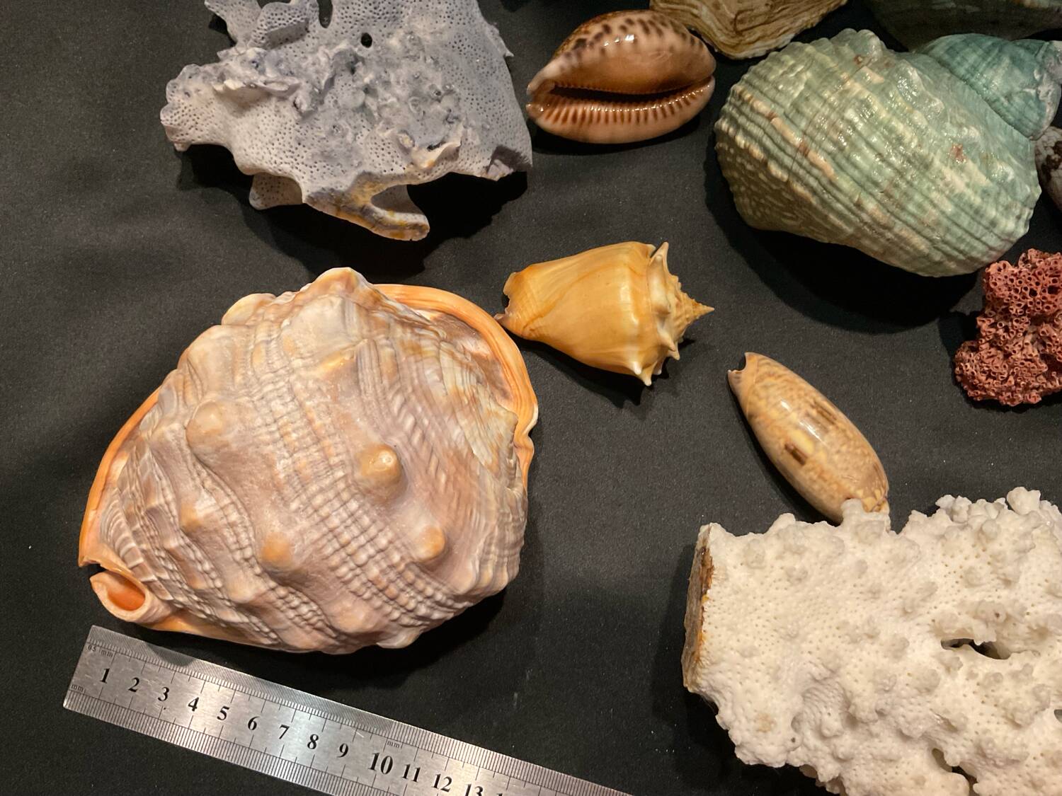 Shell collection