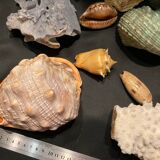 Shell collection