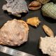 Shell collection