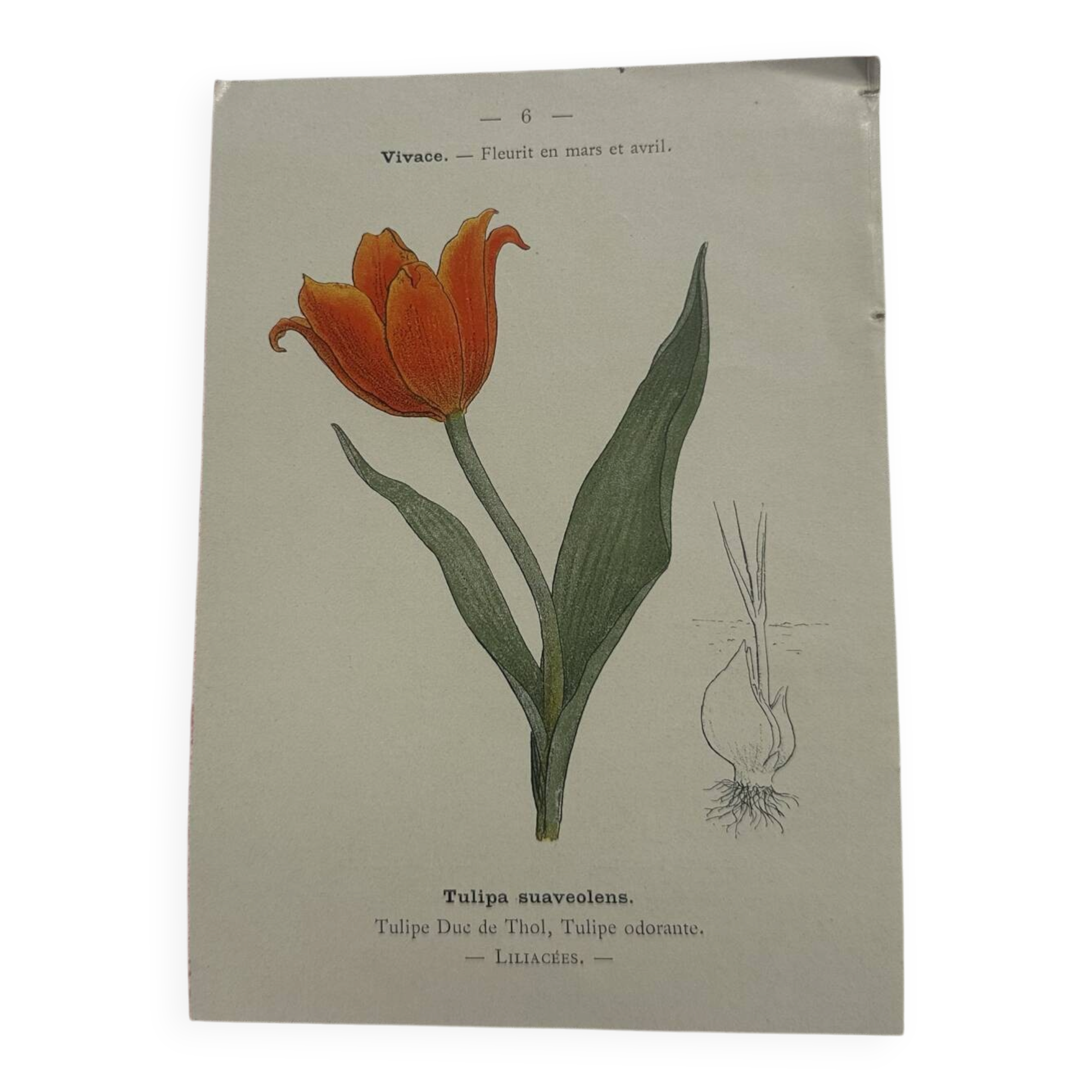 🌿 Botanical Plate Old Naturalist Engraving 19th Century Double-Sided A