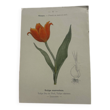 🌿 Botanical Plate Old Naturalist Engraving 19th Century Double-Sided A