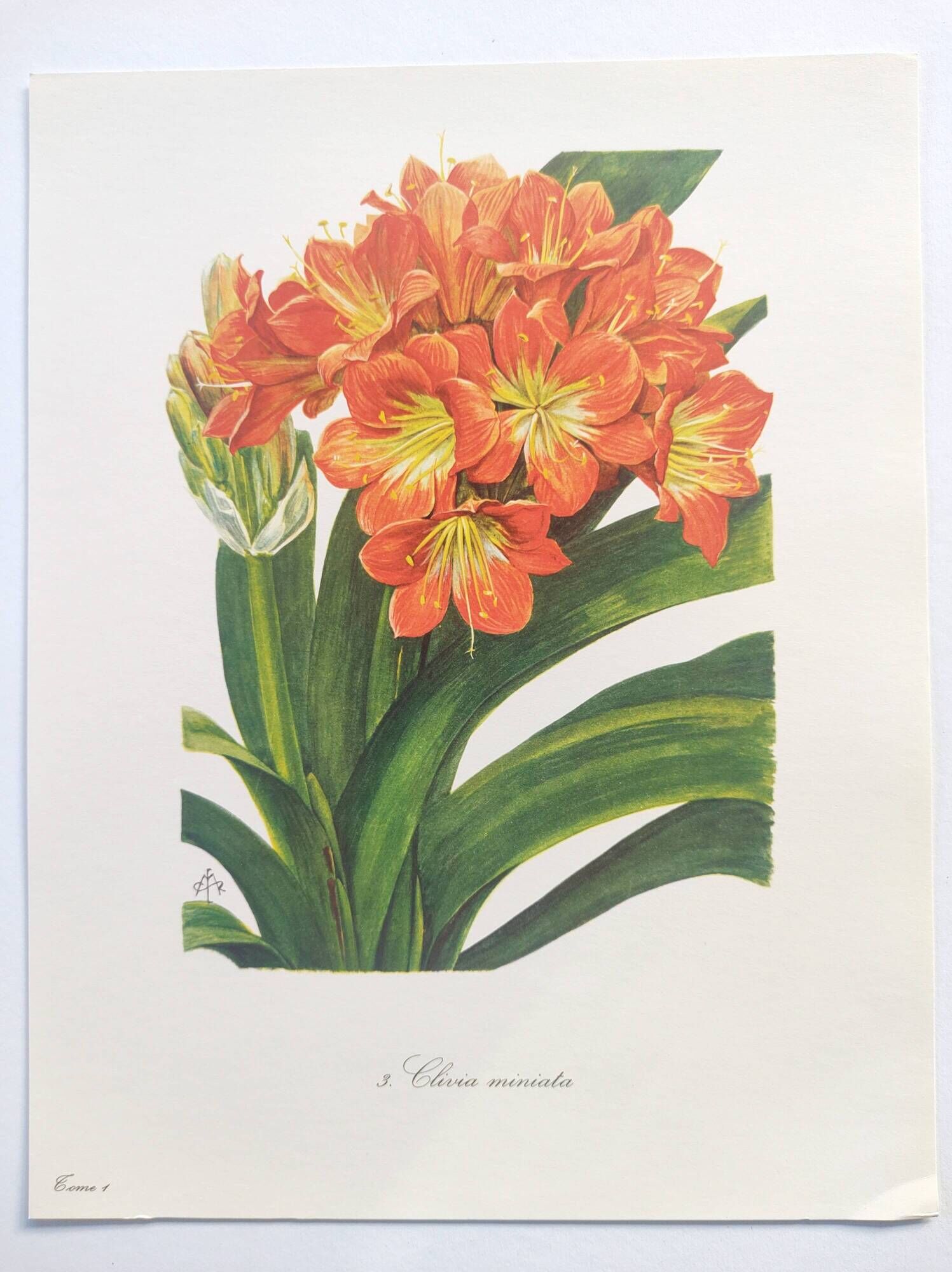 Vintage botanical plate from 1978 - Scarlet Clivia - Plant engraving - Watercolor M.Rollinat