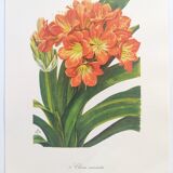 Vintage botanical plate from 1978 - Scarlet Clivia - Plant engraving - Watercolor M.Rollinat