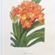 Vintage botanical plate from 1978 - Scarlet Clivia - Plant engraving - Watercolor M.Rollinat