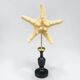 Starfish on a turned wooden base, late 19th century - cabinet of curiosities