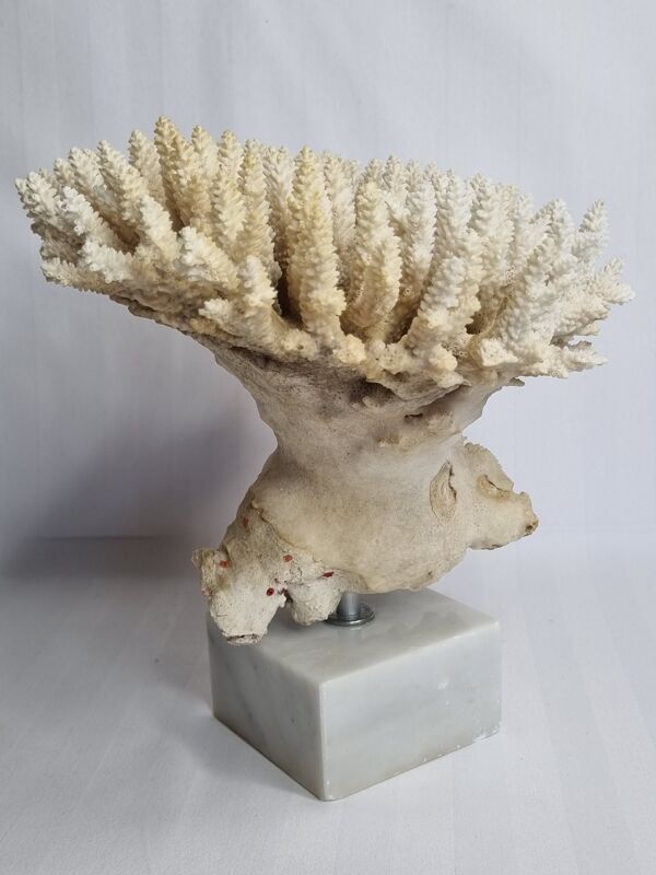 Ancien corail blanc Acropore sur socle en marbre, 25 cm