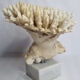 Ancien corail blanc Acropore sur socle en marbre, 25 cm