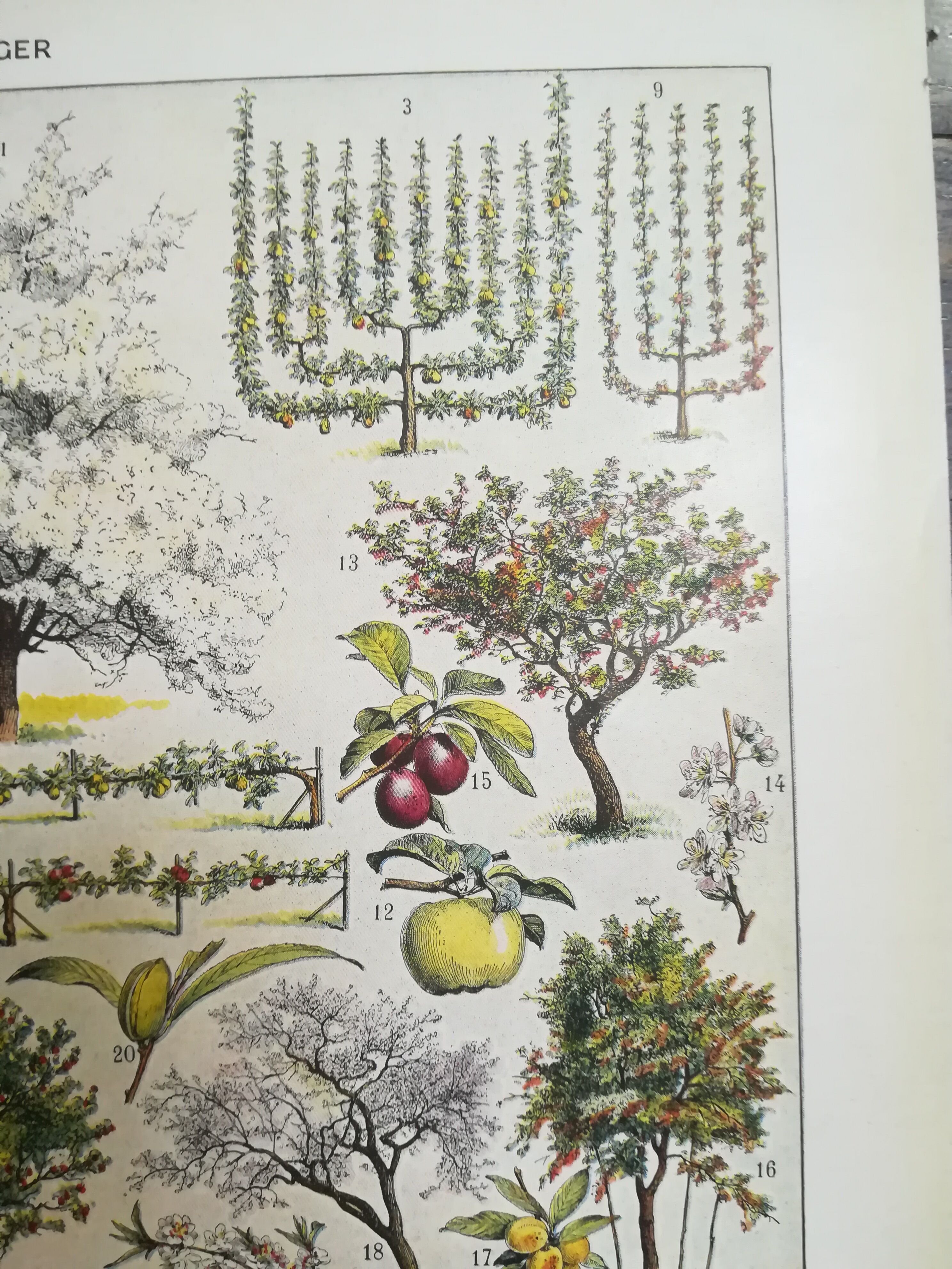 Lithographie sur les arbres fruitiers de 1928 "verger"