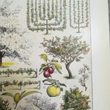 Lithographie sur les arbres fruitiers de 1928 "verger"