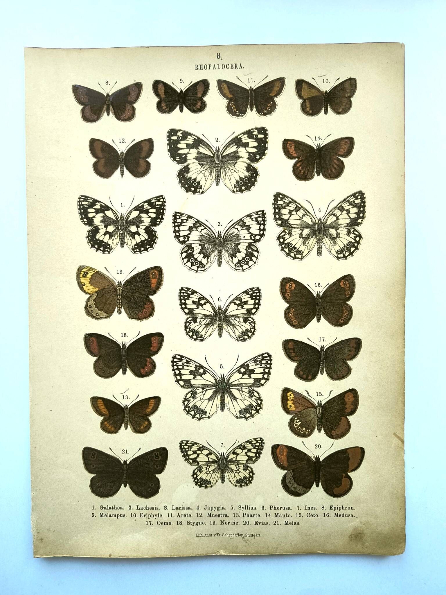 Antique print of Butterflies - Lithograph from 1887 - Galatha