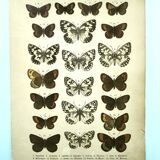 Antique print of Butterflies - Lithograph from 1887 - Galatha