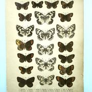 Antique print of Butterflies - Lithograph from 1887 - Galatha