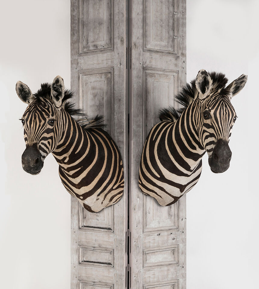 Zebra Taxidermy Set