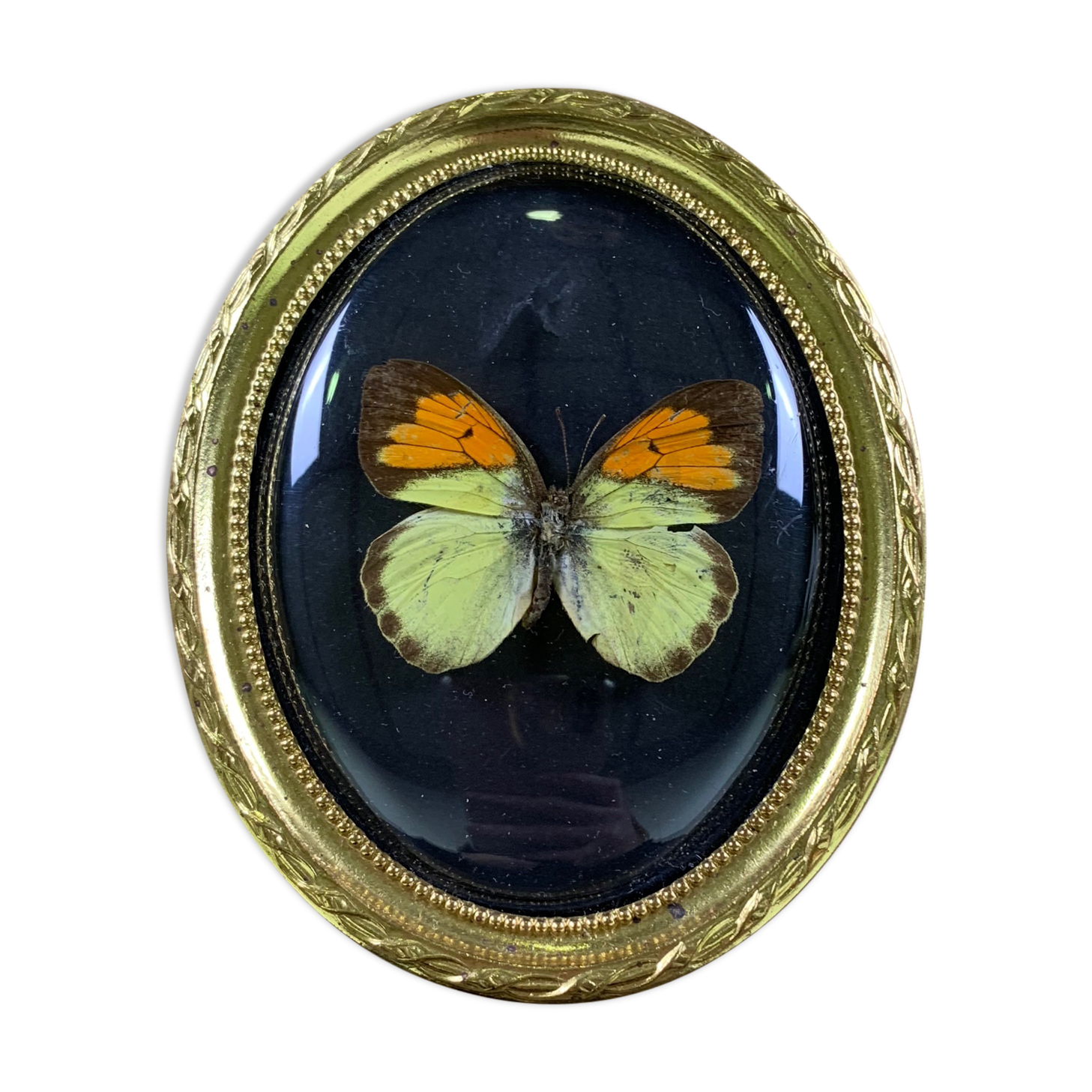 Butterfly under curved frame