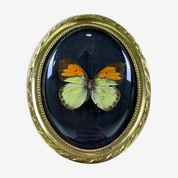 Butterfly under curved frame