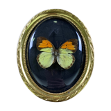 Butterfly under curved frame