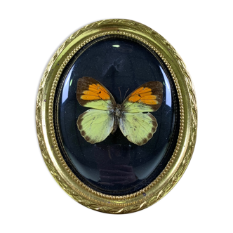 Butterfly under curved frame
