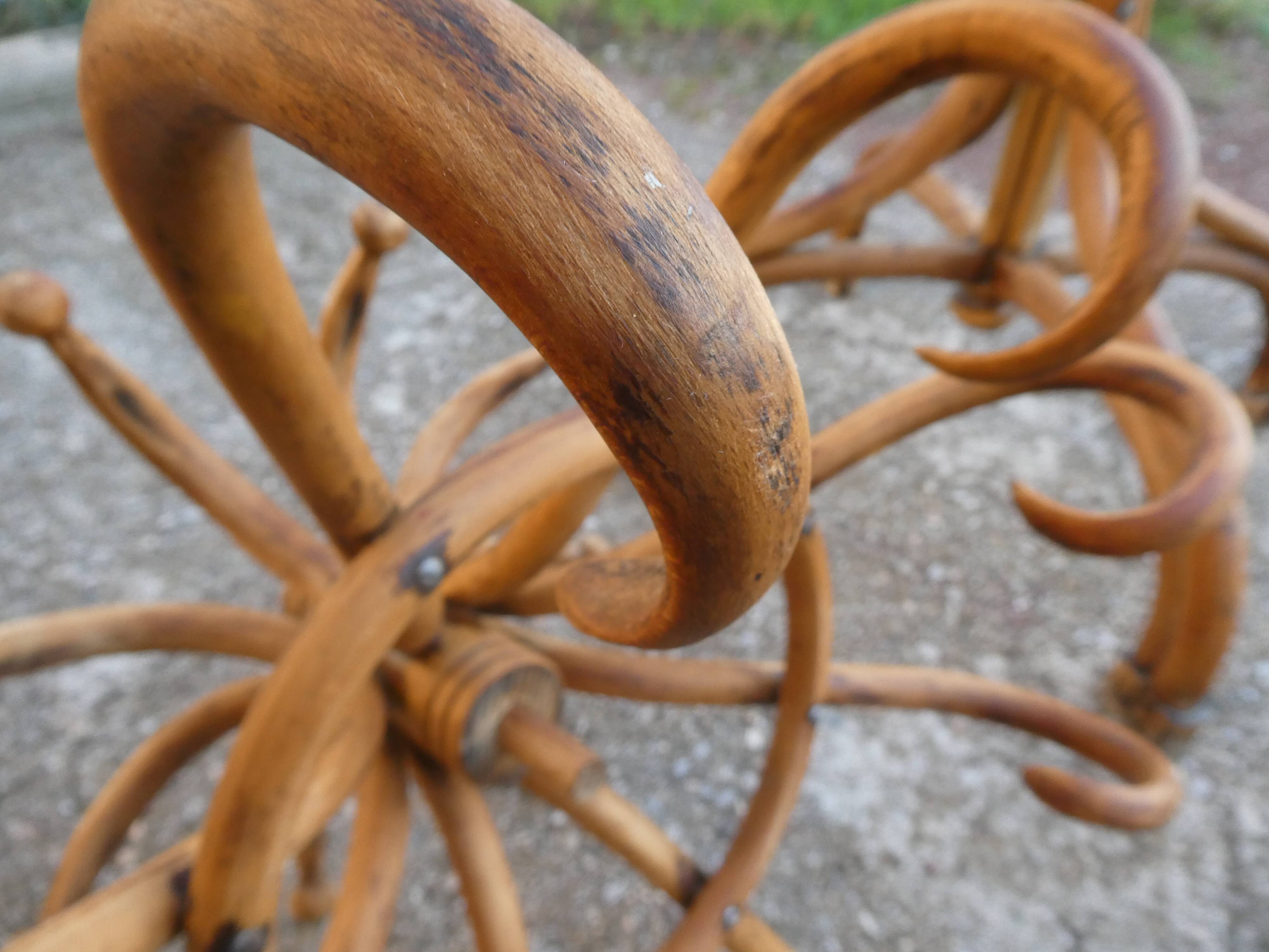 Parrot coat rack in curved wood - Art Nouveau
