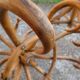 Parrot coat rack in curved wood - Art Nouveau
