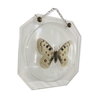 Naturalized butterfly under Napoleon III style globe