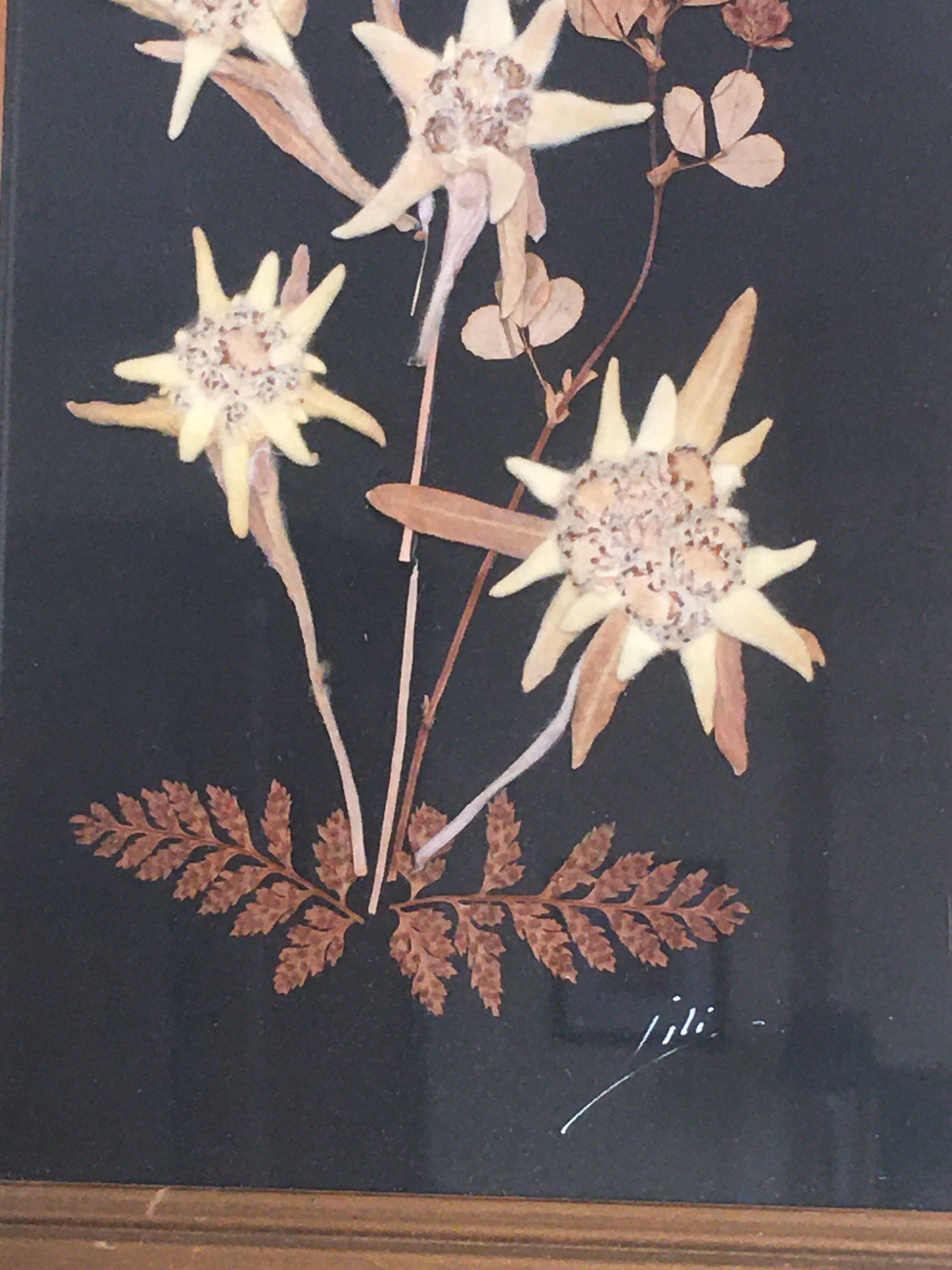 Mountain Herbier Edelweiss