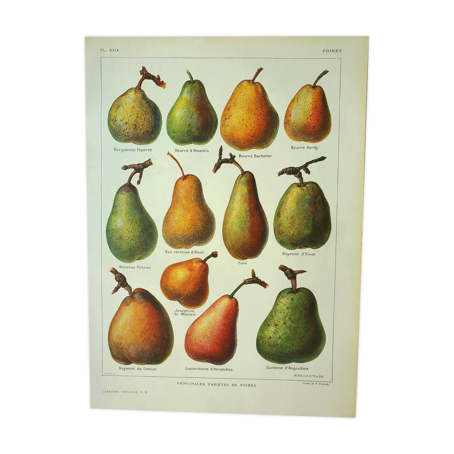 Old engraving 1922, Pear, varieties, fruit, pear tree, pomology • Lithograph, original illustration