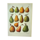 Old engraving 1922, Pear, varieties, fruit, pear tree, pomology • Lithograph, original illustration