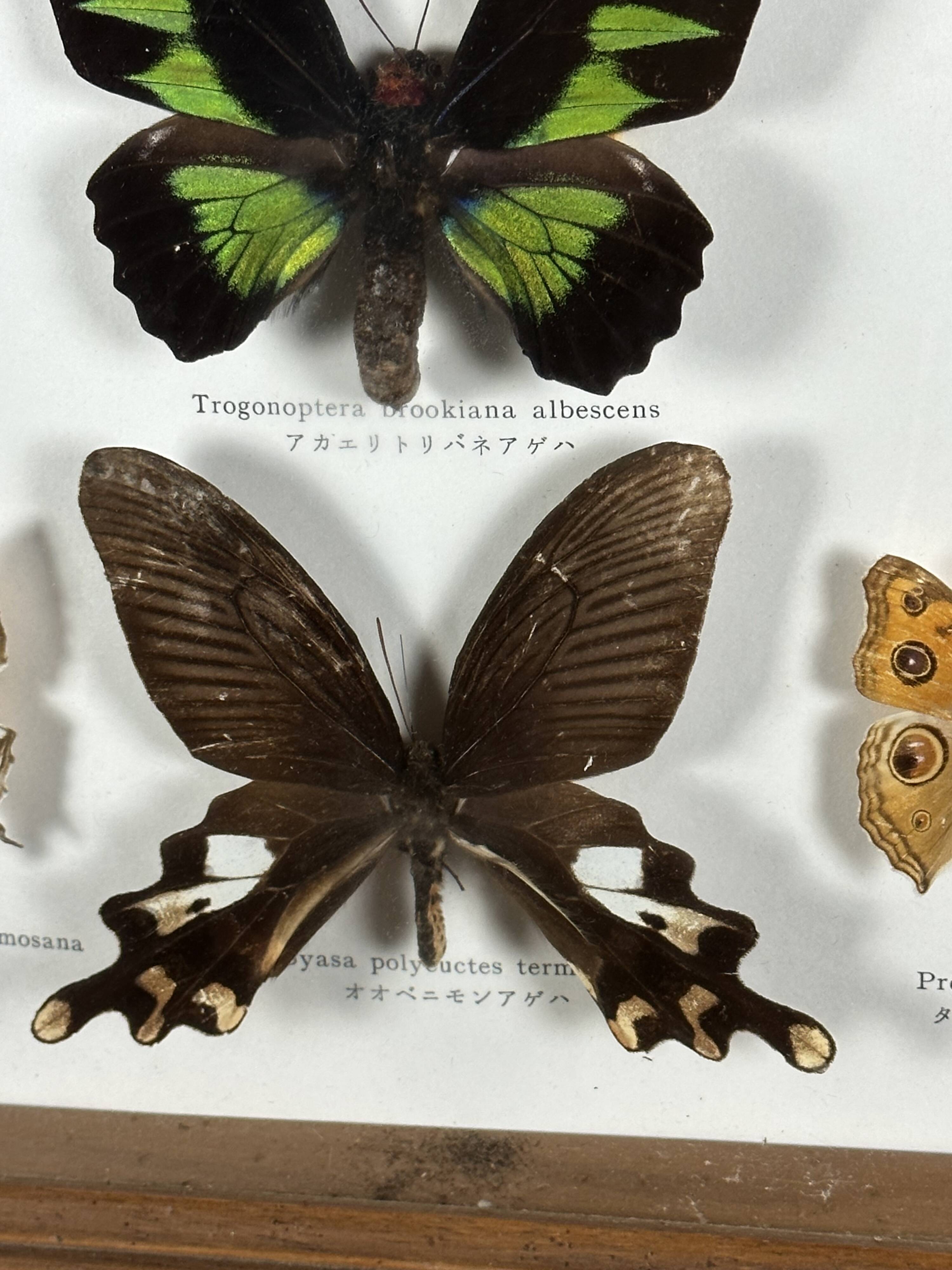 Old entomological frame butterflies 13 species