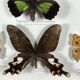 Old entomological frame butterflies 13 species