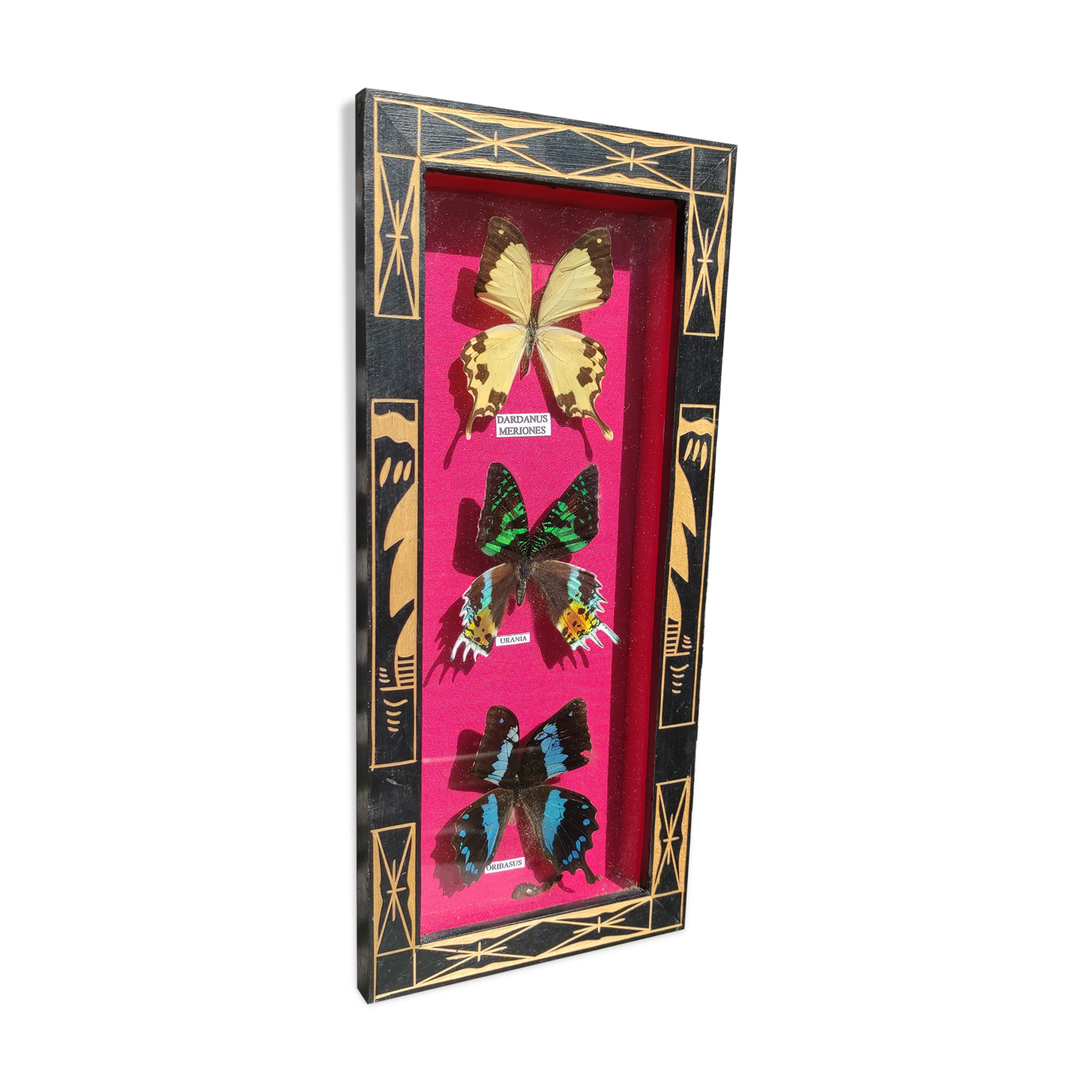 Vintage naturalized butterfly frame