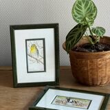 2 aquarelles oiseaux