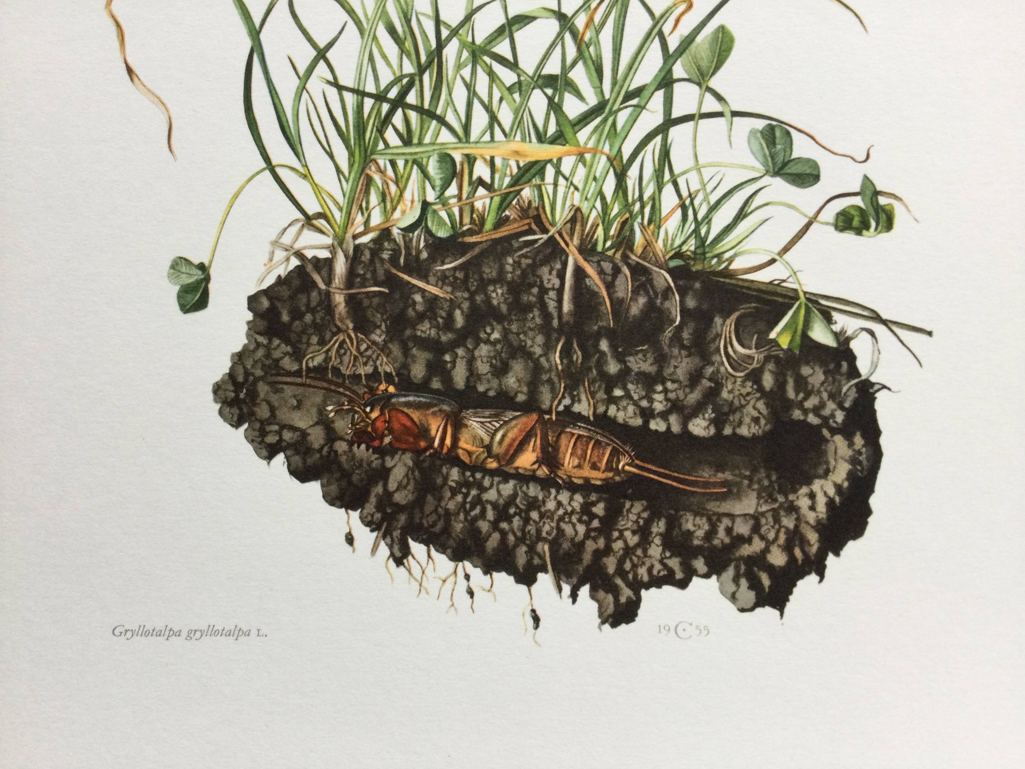 Antique illustration "insects", 1960s