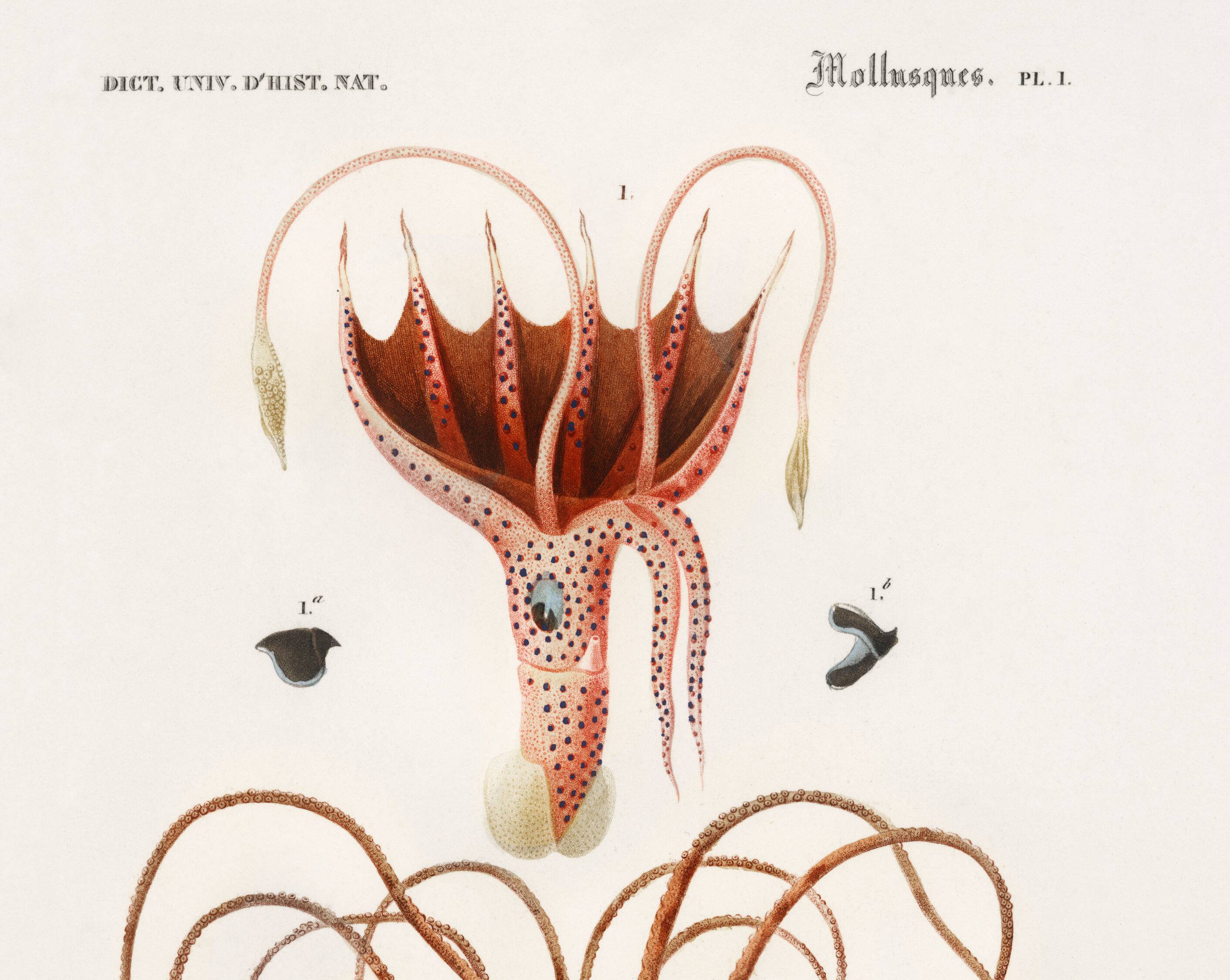 Poster about squid and common octopus, based on an old engraving