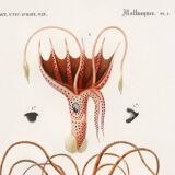 Poster about squid and common octopus, based on an old engraving