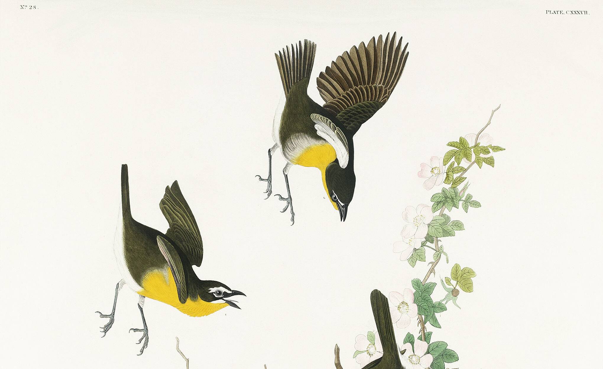 Poster about the Yellow-throated Sparrow, based on an old engraving from 1827.