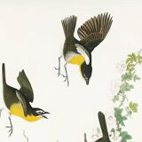 Poster about the Yellow-throated Sparrow, based on an old engraving from 1827.