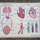 Rossignol school poster N°5 The heart N°6 Vintage traffic
