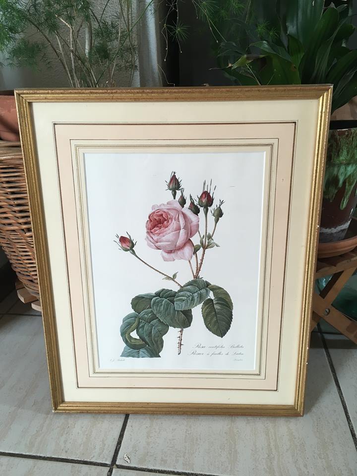 Board of botanical framed "Rosa centifolia rule"