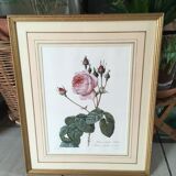 Board of botanical framed "Rosa centifolia rule"