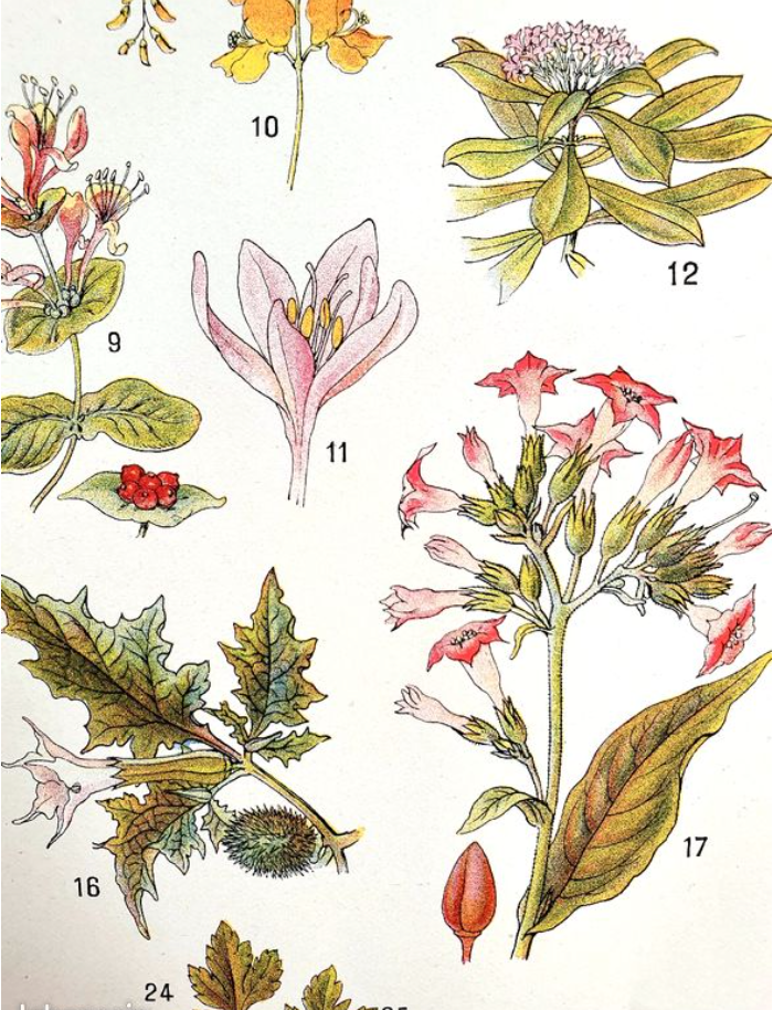 Ancient botanical board 20s Poisonous