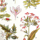 Ancienne planche botanique années 20 Vénéneuses
