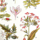 Ancient botanical board 20s Poisonous