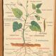 Affiche scolaire 1960 recto/verso