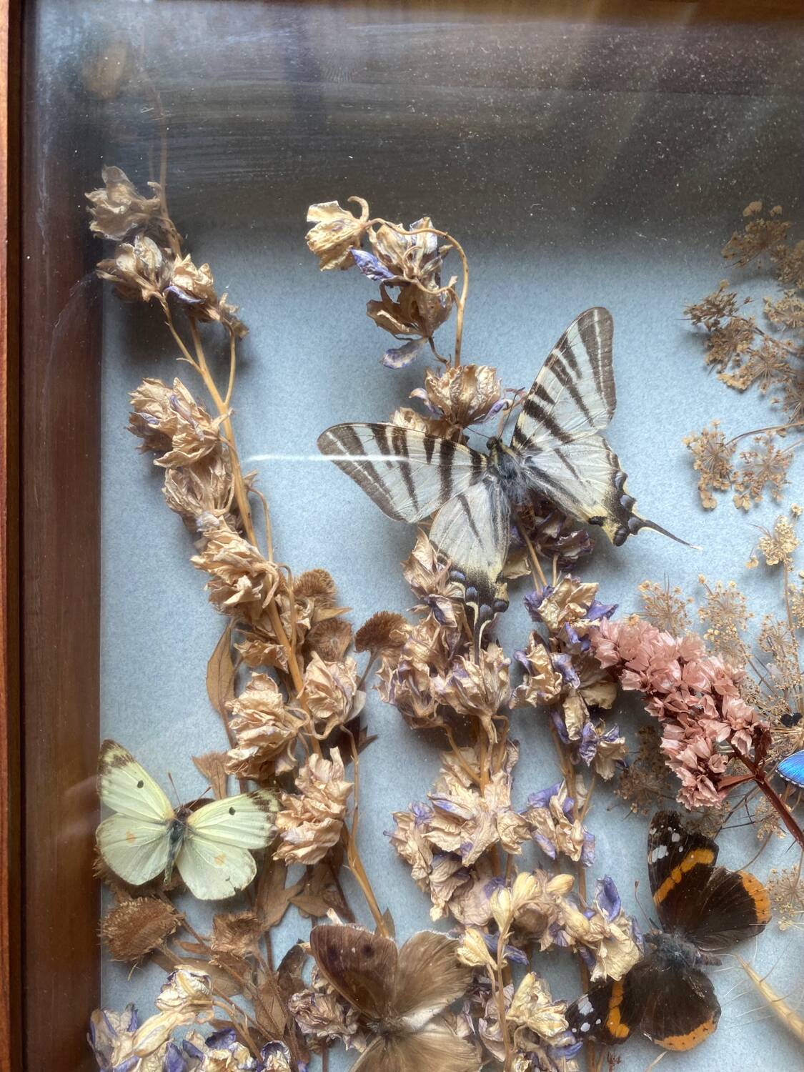 Vintage frame with butterflies and dried flowers